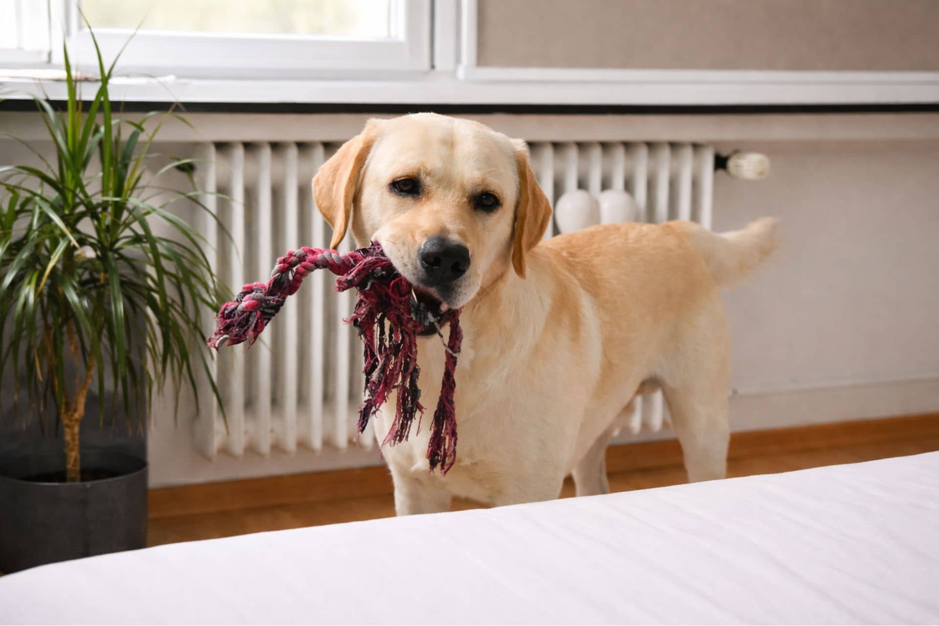 Hobby Ideen Hundesitting